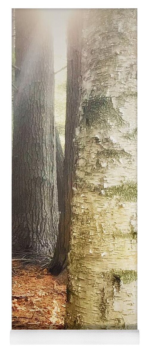 Birch Tree Vaughan Woods Forest Fall Sun Sunlight Light Copper Autumn Yoga Mat featuring the photograph The Light in the Wood by Raena Wilson