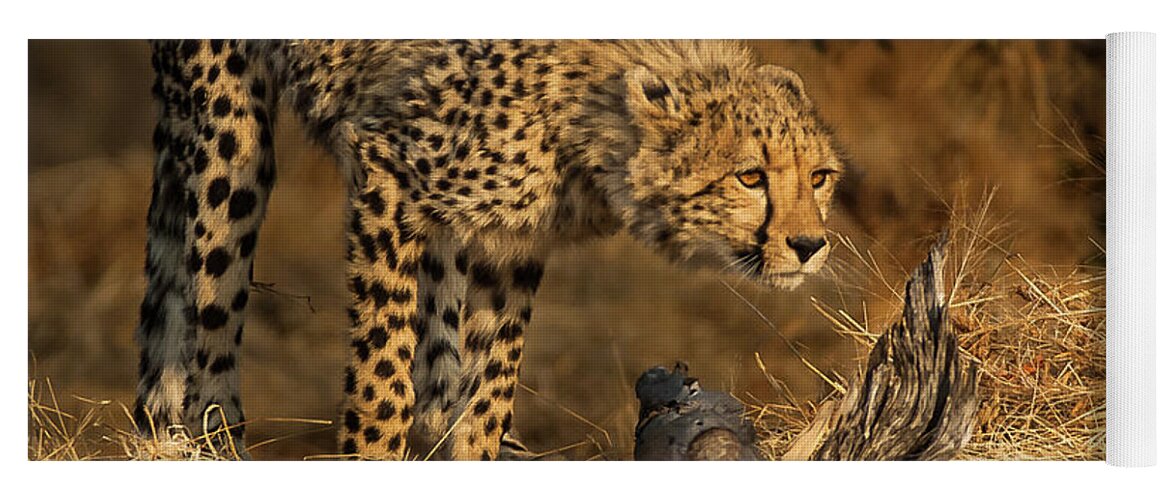 Cheetah Yoga Mat featuring the photograph The Lookout by Linda Villers