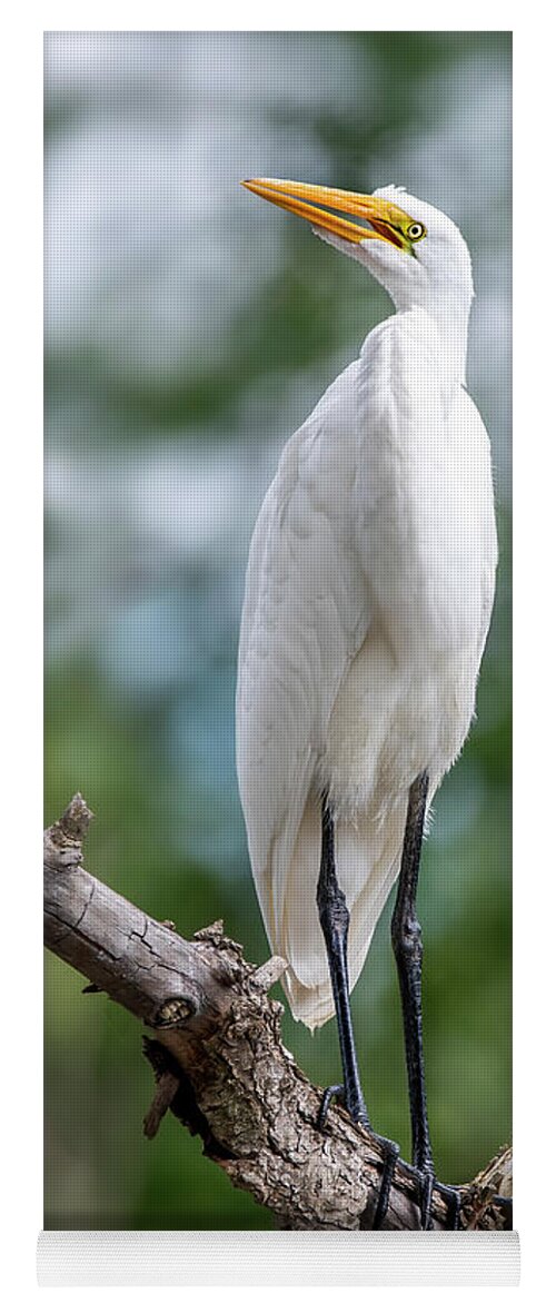 Egret Yoga Mat featuring the photograph The Magestic Egret by Regina Muscarella