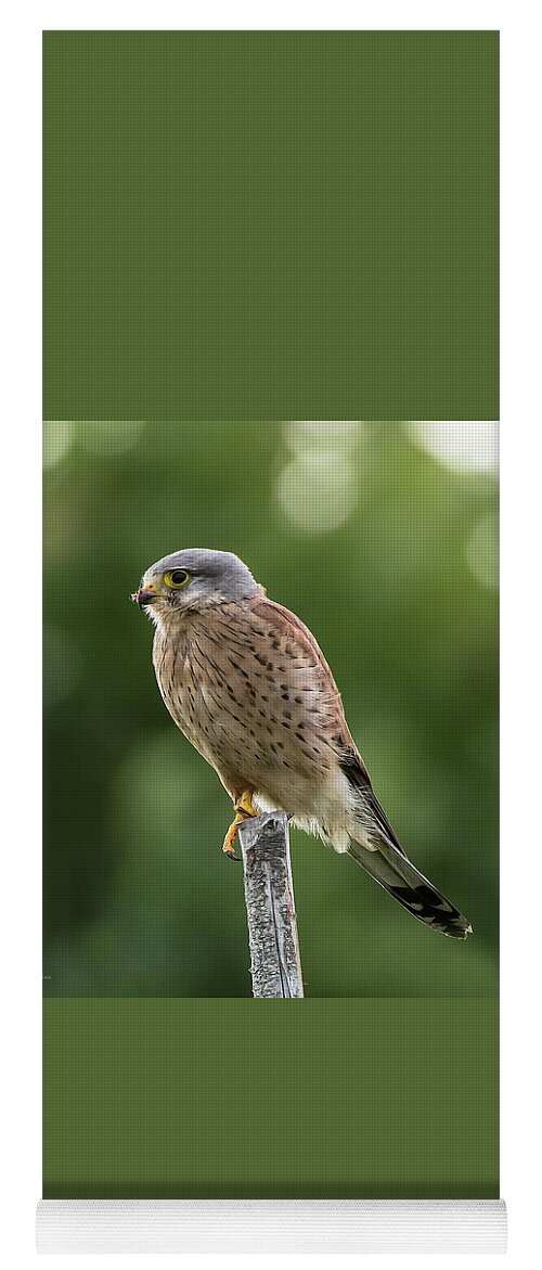 Kestrel Yoga Mat featuring the photograph The male Kestrel hunting on top of a round pole by Torbjorn Swenelius
