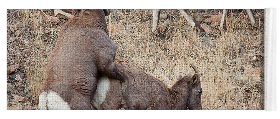 Mating Bighorn Sheep Photograph Yoga Mat featuring the photograph The Mating Game by Jim Garrison
