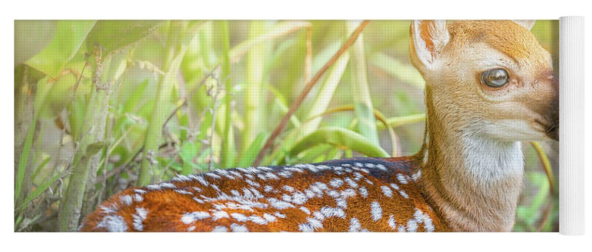 Fawn Yoga Mat featuring the photograph The Peaceful Fawn by Jordan Hill