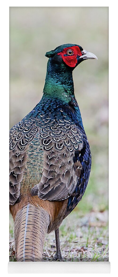 Pheasant Yoga Mat featuring the photograph The Pheasant Beauty s back by Torbjorn Swenelius