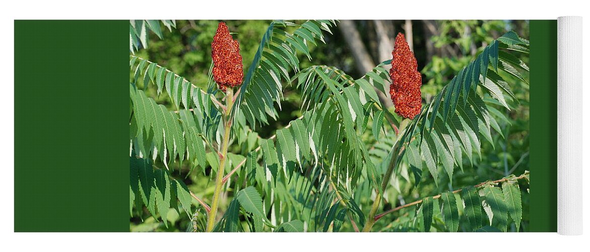 Staghorn Sumac Plant Yoga Mat featuring the photograph The Staghorn Sumac Plant by Ee Photography