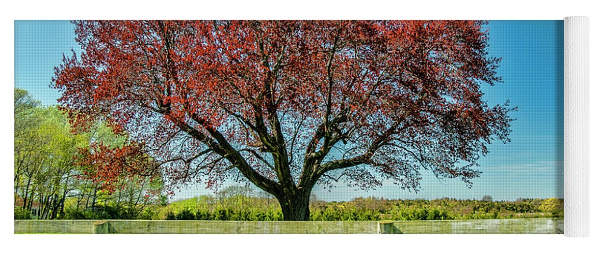 Tree Yoga Mat featuring the photograph The Red Tree by Cathy Kovarik