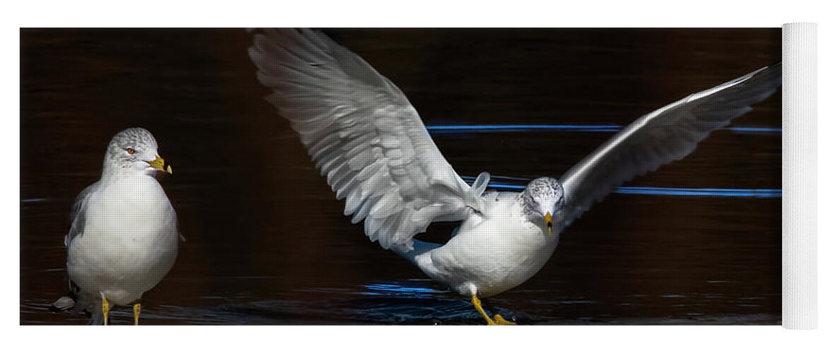 Softness Wing Yoga Mat featuring the photograph The Softness of a Wing by Sandra J's