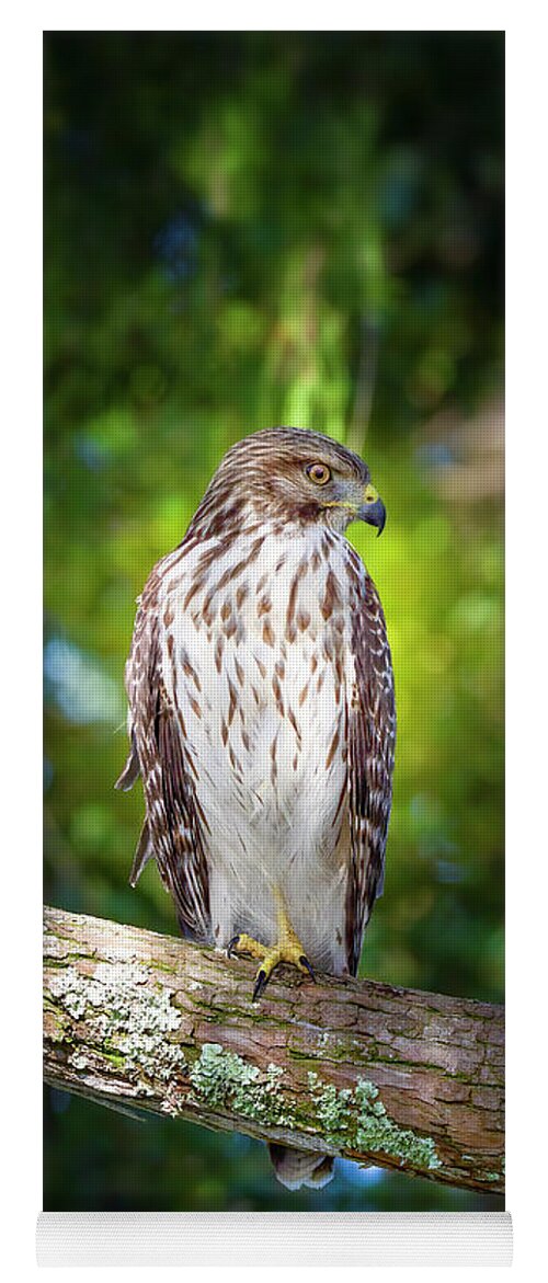 Red Shouldered Hawk Yoga Mat featuring the photograph The Watchful Hawk by Mark Andrew Thomas