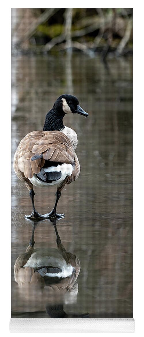 Canadian Goose Yoga Mat featuring the photograph Thin Ice by Kevin Suttlehan
