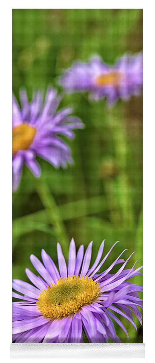 Asters Yoga Mat featuring the photograph Three Asters by Bob Falcone