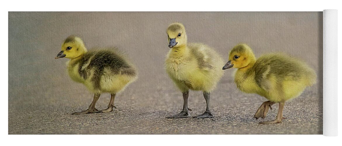 Goslings Yoga Mat featuring the photograph Three Baby Geese by Patti Deters