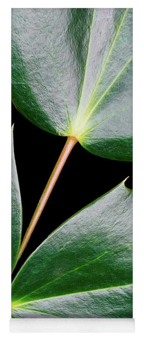 Ivy Yoga Mat featuring the photograph Three Ivy Leaves Connected by Gary Slawsky
