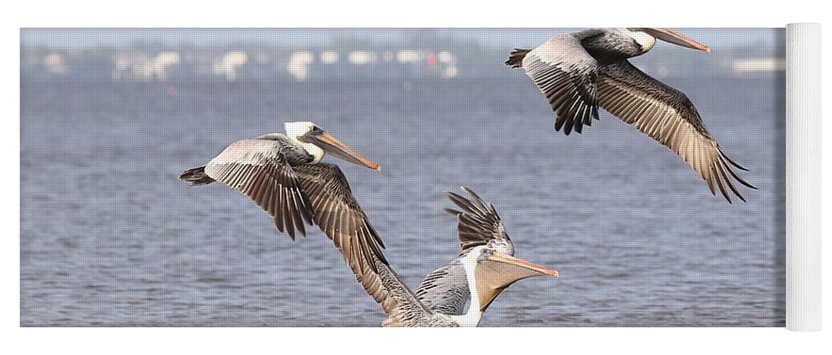 Pelicans Yoga Mat featuring the photograph Three Pelicans by Mingming Jiang