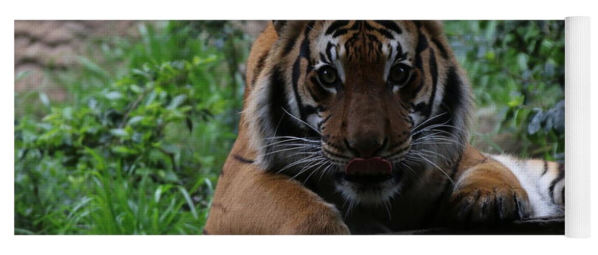 Tiger Yoga Mat featuring the photograph Tiger by Edward R Wisell