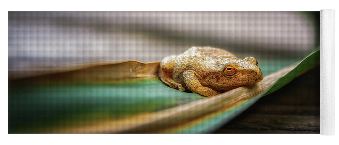 Toad Yoga Mat featuring the photograph Toad resting by Joann Long