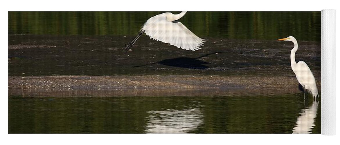 Great Egret Yoga Mat featuring the photograph Tranquil Scenery 1 by Mingming Jiang