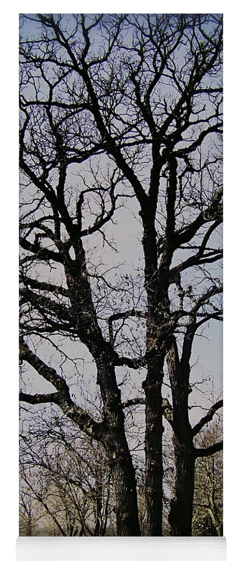Landscape Yoga Mat featuring the photograph Tree Branches Stretch Into the Sky by Frank J Casella