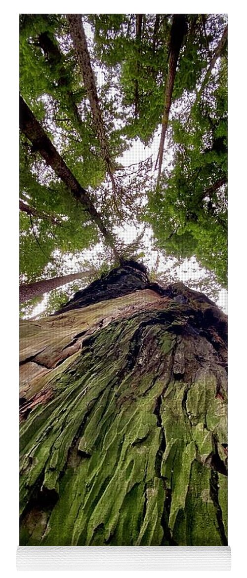 Redwoods Yoga Mat featuring the photograph Tree Hugging by Daniele Smith
