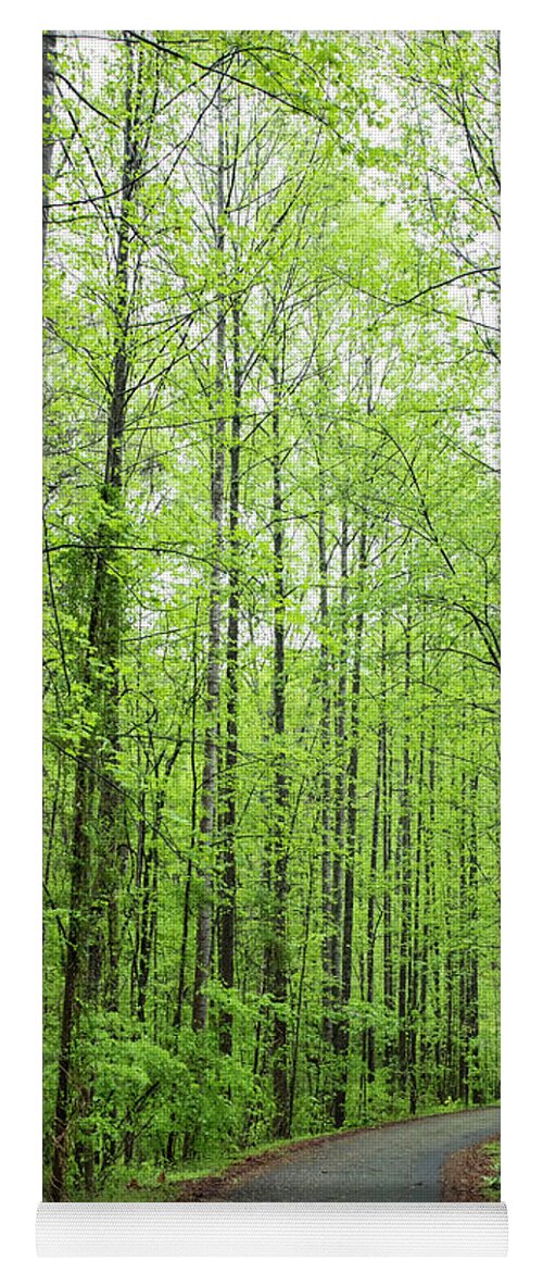 Curving Yoga Mat featuring the photograph Tree-lined lane in early spring by Charles Floyd