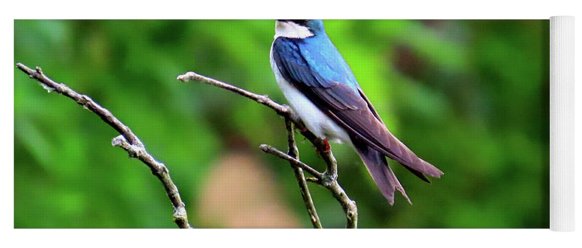 Birds Yoga Mat featuring the photograph Tree Swallow at Palmyra Nature Cove by Linda Stern