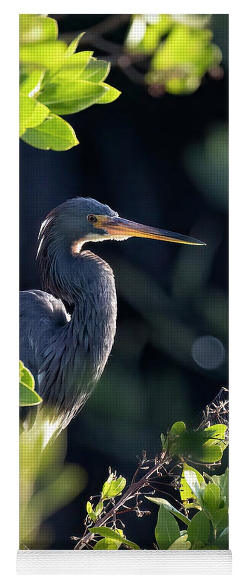 Tri-colored Heron Yoga Mat featuring the photograph Tri-Colored Heron in Morning Sun 1 by RD Allen