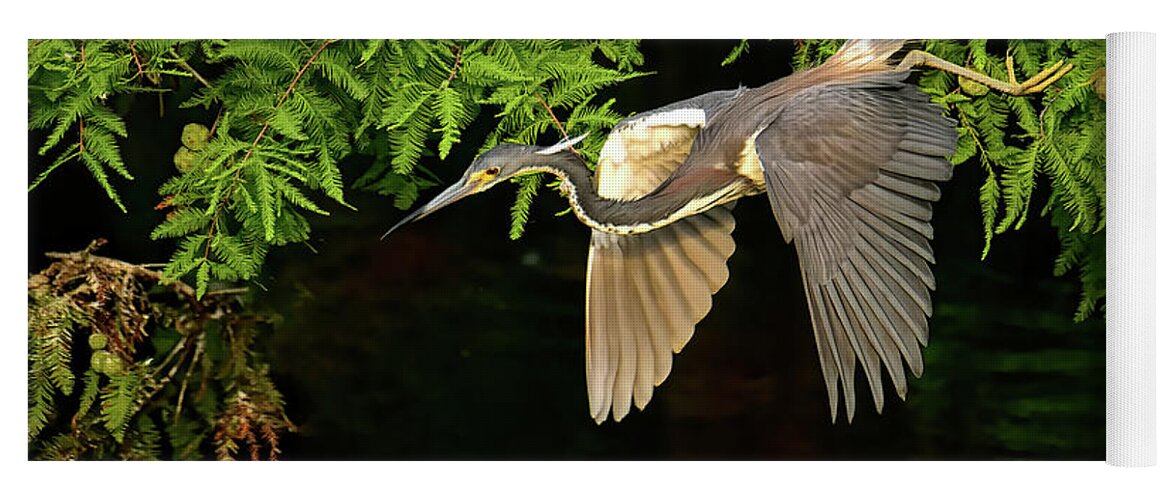 Tricolored Heron Yoga Mat featuring the photograph Tricolored Heron by Stuart Harrison