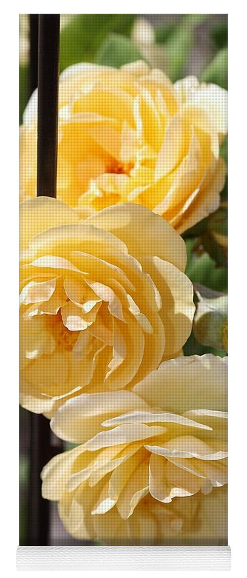Rose Yoga Mat featuring the photograph Triple Yellow Roses 2 by Mingming Jiang