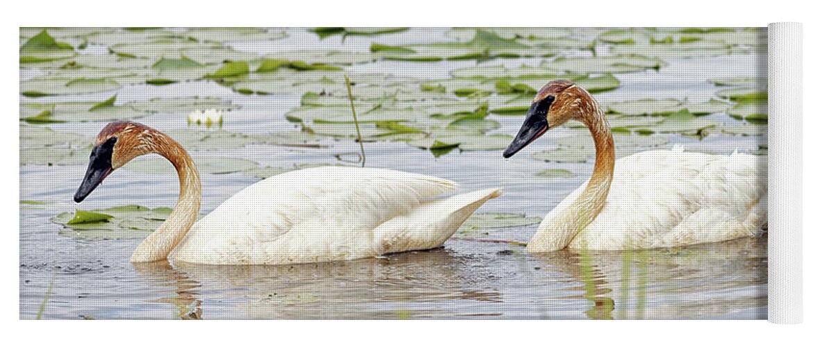 Trumpeter Swan Yoga Mat featuring the photograph Trumpeter Pair in Sherburne by Natural Focal Point Photography