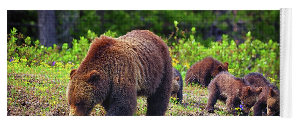 Grizzly Bear Yoga Mat featuring the photograph Try The Purple Ones by Greg Norrell