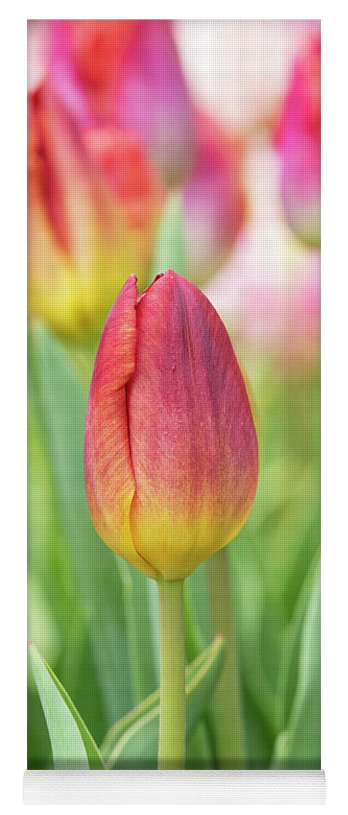 Tulip Yoga Mat featuring the photograph Tulip Amber Glow Flower by Tim Gainey