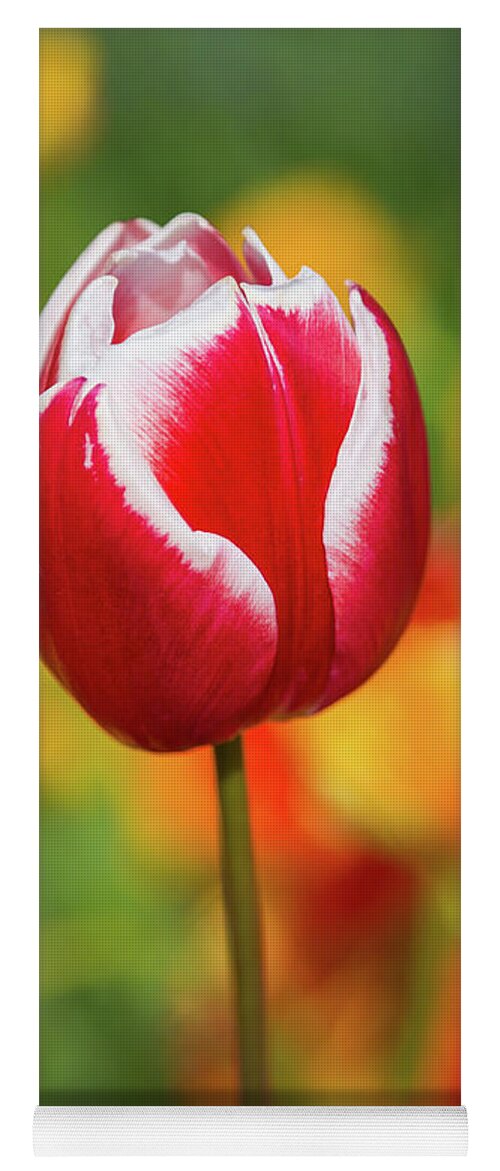 Europe Yoga Mat featuring the photograph Tulip by Jim Miller