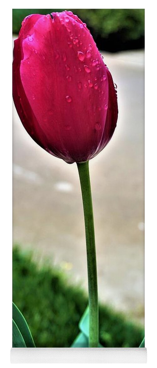 Tulip Yoga Mat featuring the photograph Tulip by Jimmy Clark