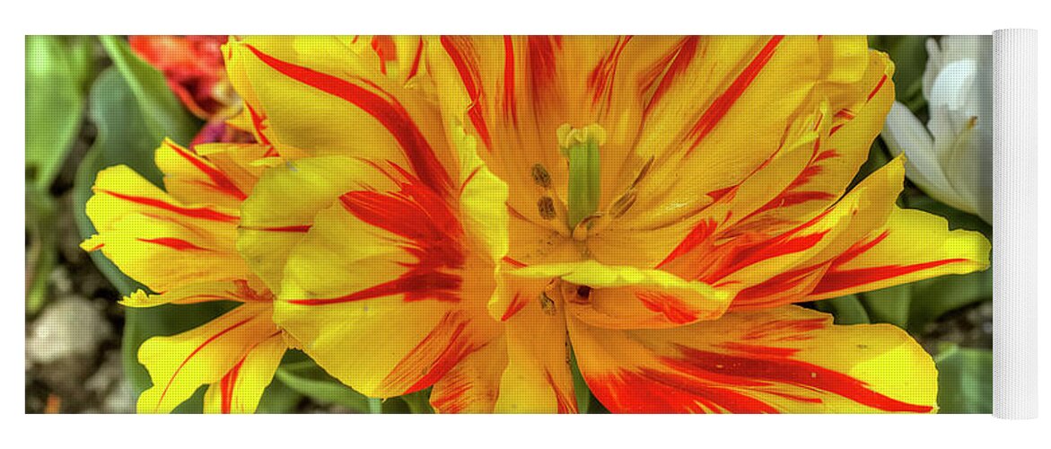 Botanical Yoga Mat featuring the photograph Tulip Monsella by Paolo Signorini