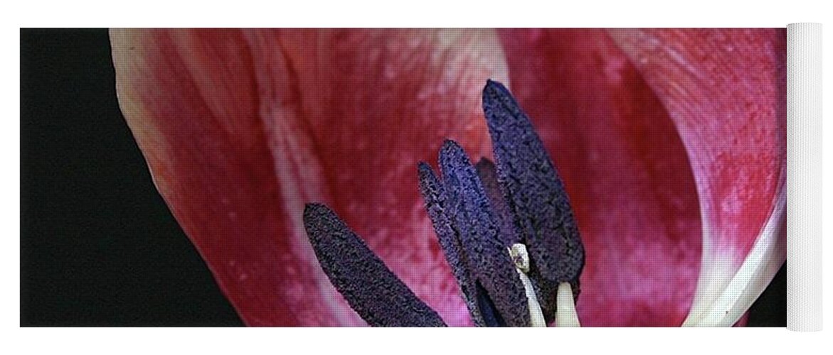 Macro Yoga Mat featuring the photograph Tulip Red 042207 by Julie Powell