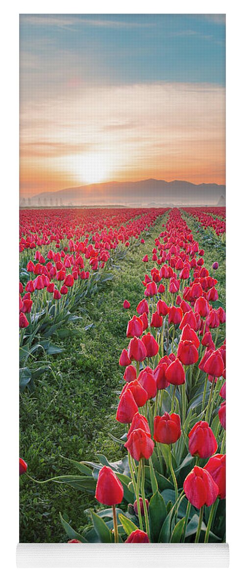 Tulips Yoga Mat featuring the photograph Tulips at Sunrise by Michael Rauwolf