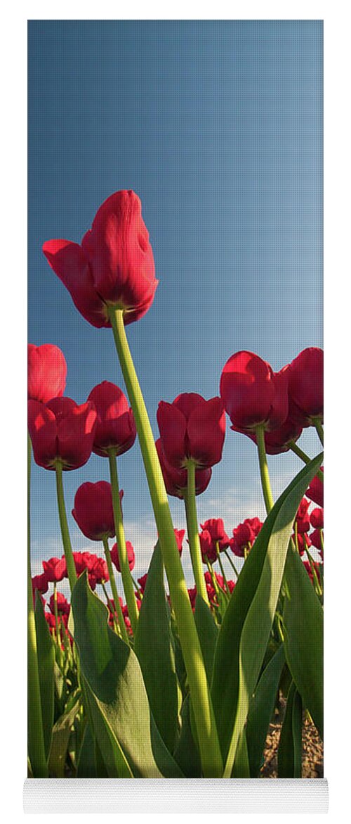 Tulips Yoga Mat featuring the photograph Tulips Looking Up by Michael Rauwolf