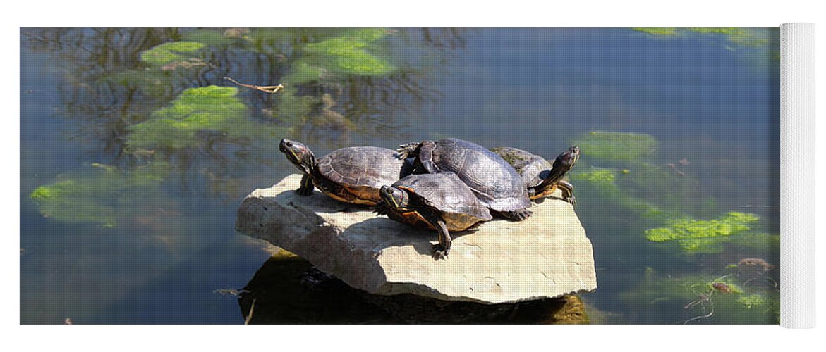 Turtle Yoga Mat featuring the photograph Turtles Basking in the Sun by Dr Debra Stewart