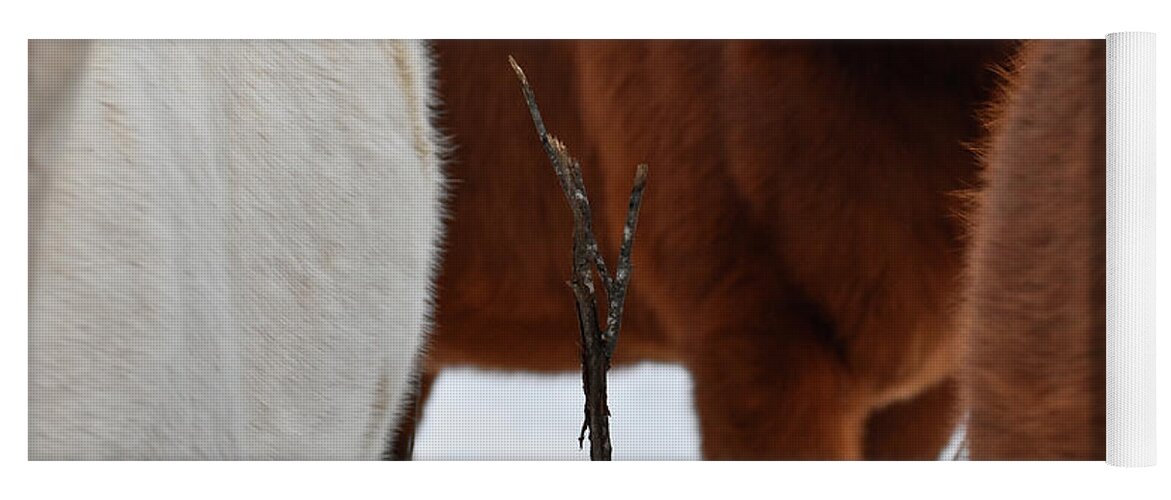 Winter Yoga Mat featuring the photograph Twig Among Steeds by Listen To Your Horse