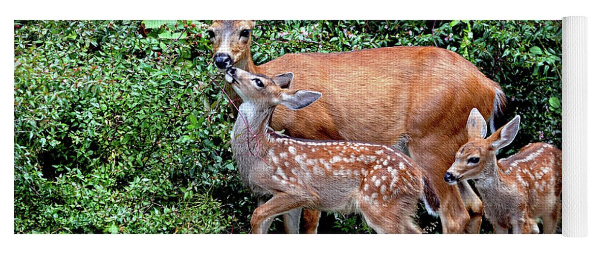 Deer Yoga Mat featuring the photograph Twin Fawns and Mother Deer by Peggy Collins