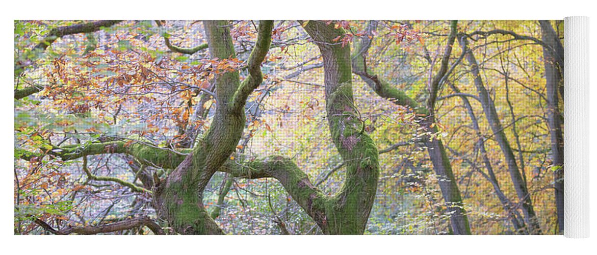 Twisted Tree Yoga Mat featuring the photograph Twisted Oak Tree and Autumn colours in an English woodland by Anita Nicholson