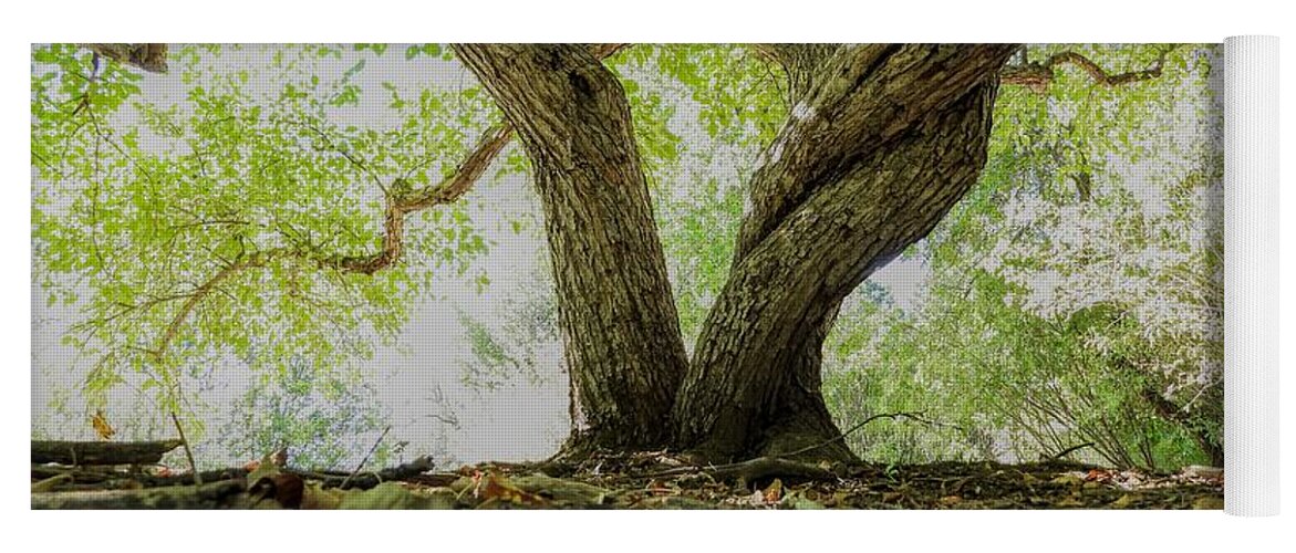 Tree Yoga Mat featuring the photograph Twisted Tree by Amanda R Wright