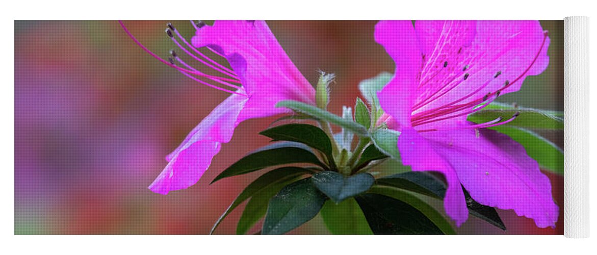 Charleston Yoga Mat featuring the photograph Two Azaleas by Jim Miller