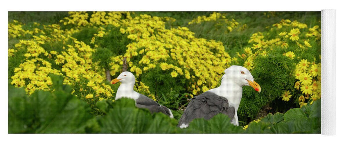 Two Birds In A Bush Yoga Mat featuring the photograph Two Birds in a bush, Western Seagulls by Karen Cox