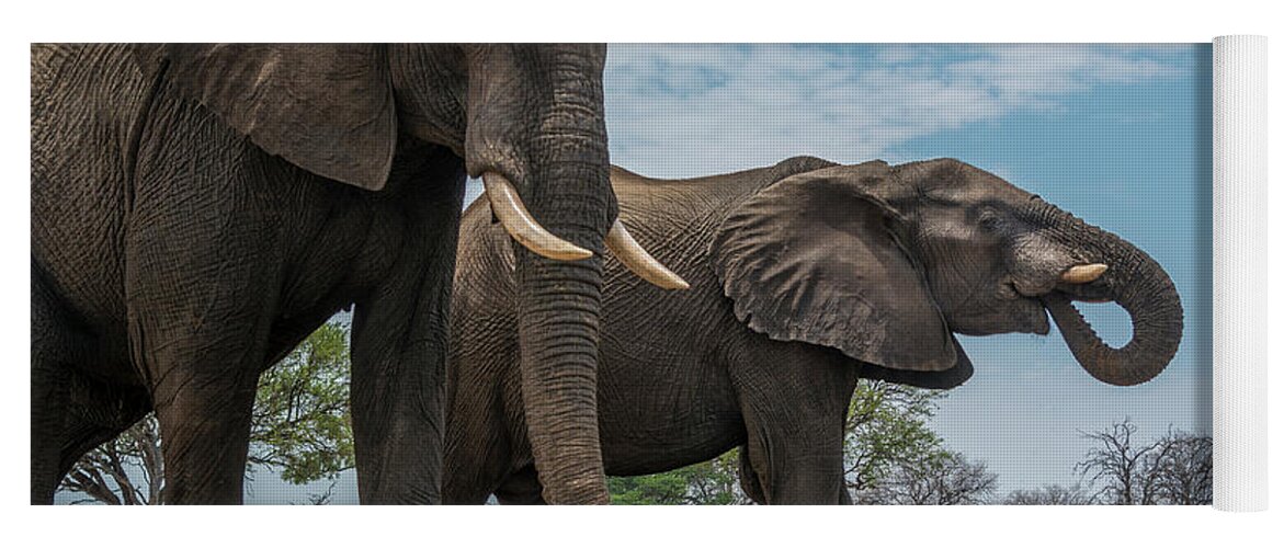 Elephants Yoga Mat featuring the photograph Two Bull Elephants by Bill Cubitt