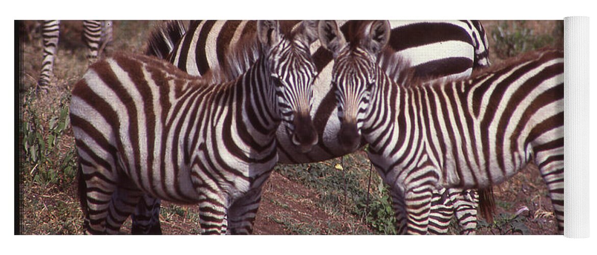 Africa Yoga Mat featuring the photograph Two Curious Young Zebras by Russel Considine