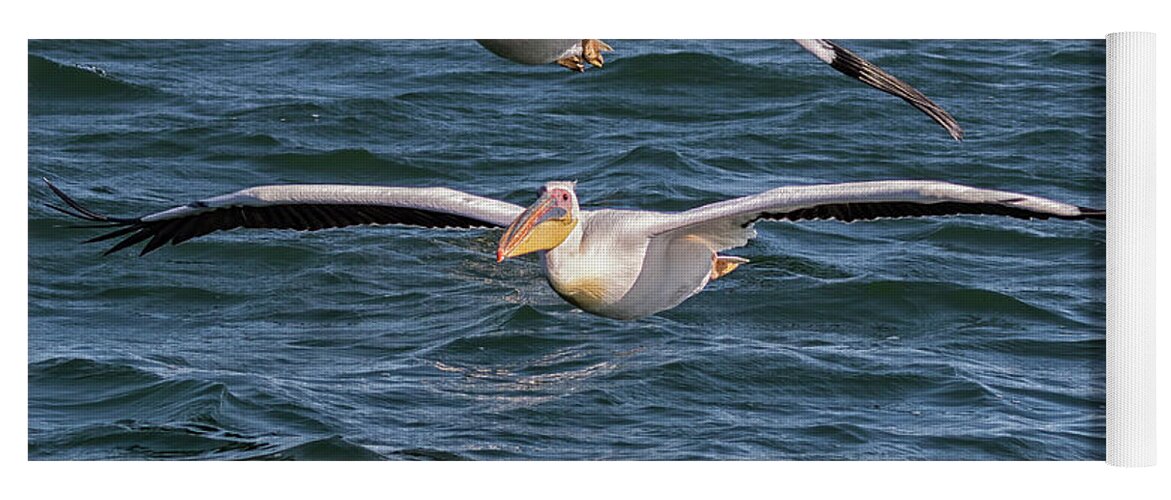 Great White Pelican Yoga Mat featuring the photograph Two Great White Pelican Flying by Belinda Greb