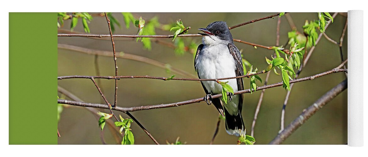 Eastern Kingbird Yoga Mat featuring the photograph Tyrant In A Business Suit by Debbie Oppermann
