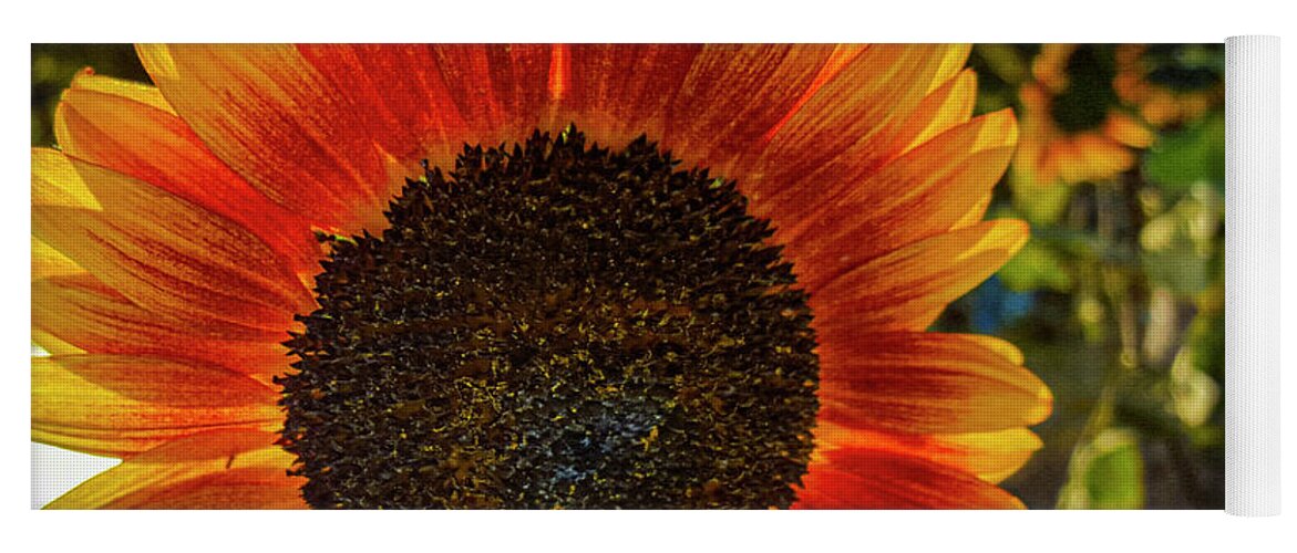 Sunflower Yoga Mat featuring the photograph Ukraine Sunflower by Matthew Bamberg