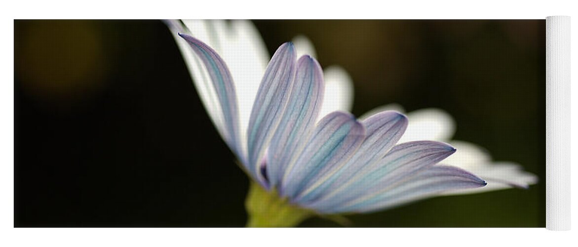 White Daisy Yoga Mat featuring the photograph Under A Winter Daisy by Joy Watson