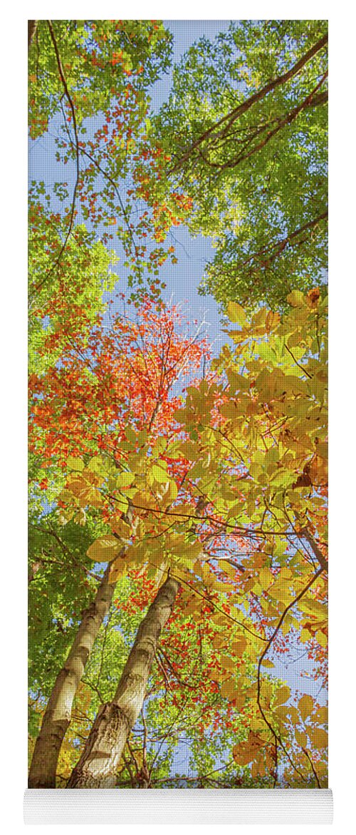 Fall Yoga Mat featuring the photograph Under the Autumn Trees by Auden Johnson