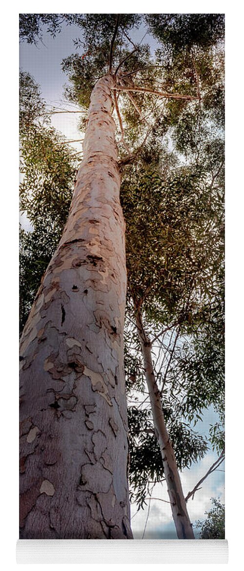 Eucalyptus Yoga Mat featuring the photograph Under the Eucalyptus Trees by Alison Frank